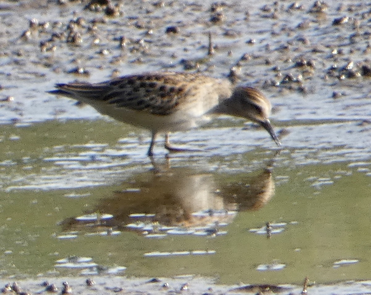 Least Sandpiper - ML370706261