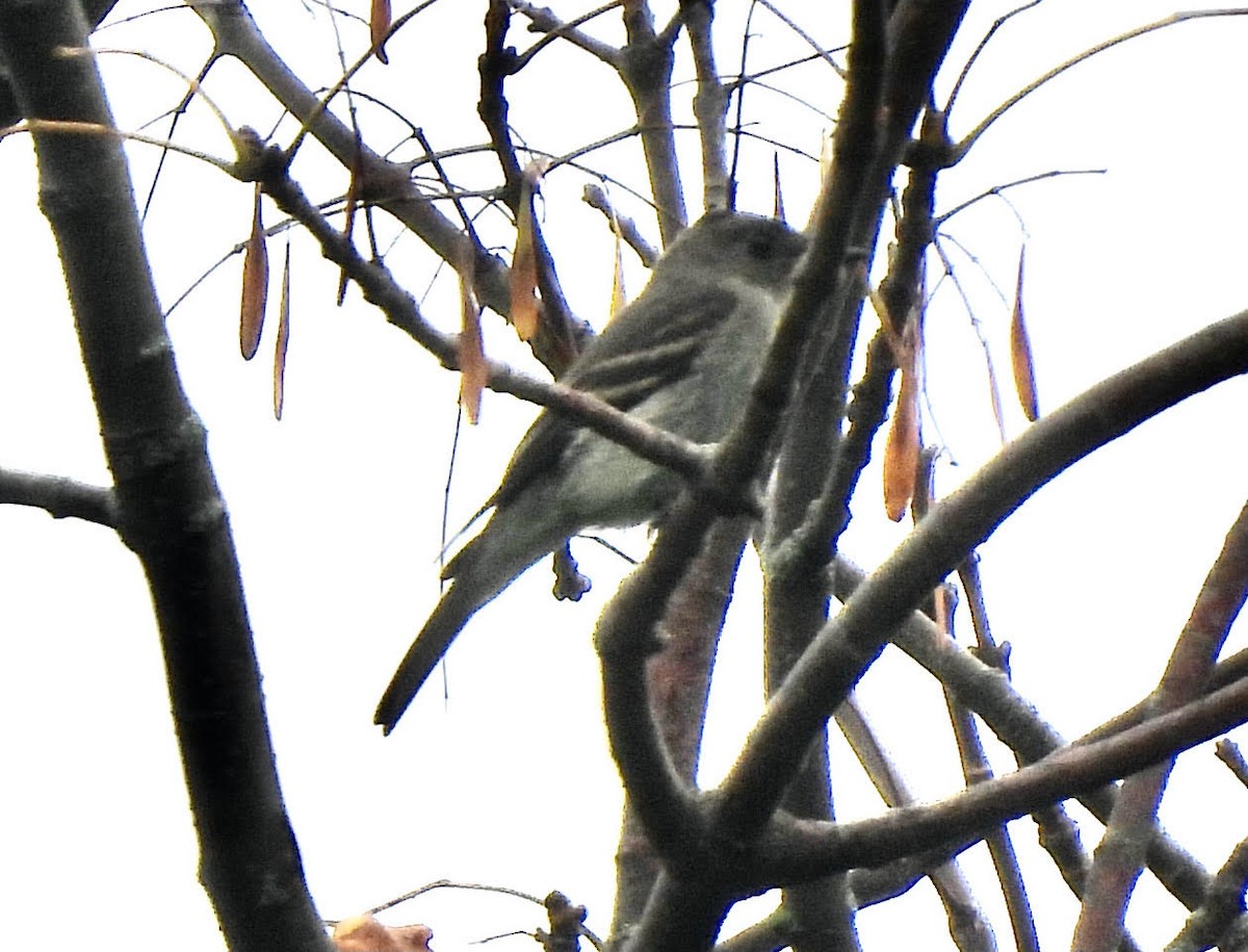 Eastern Wood-Pewee - ML370706991