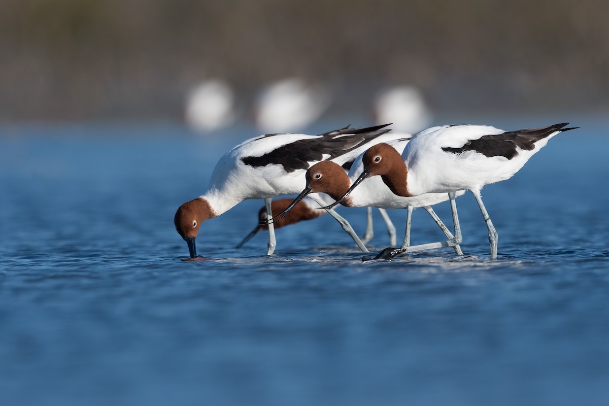 Avocette d'Australie - ML370707381