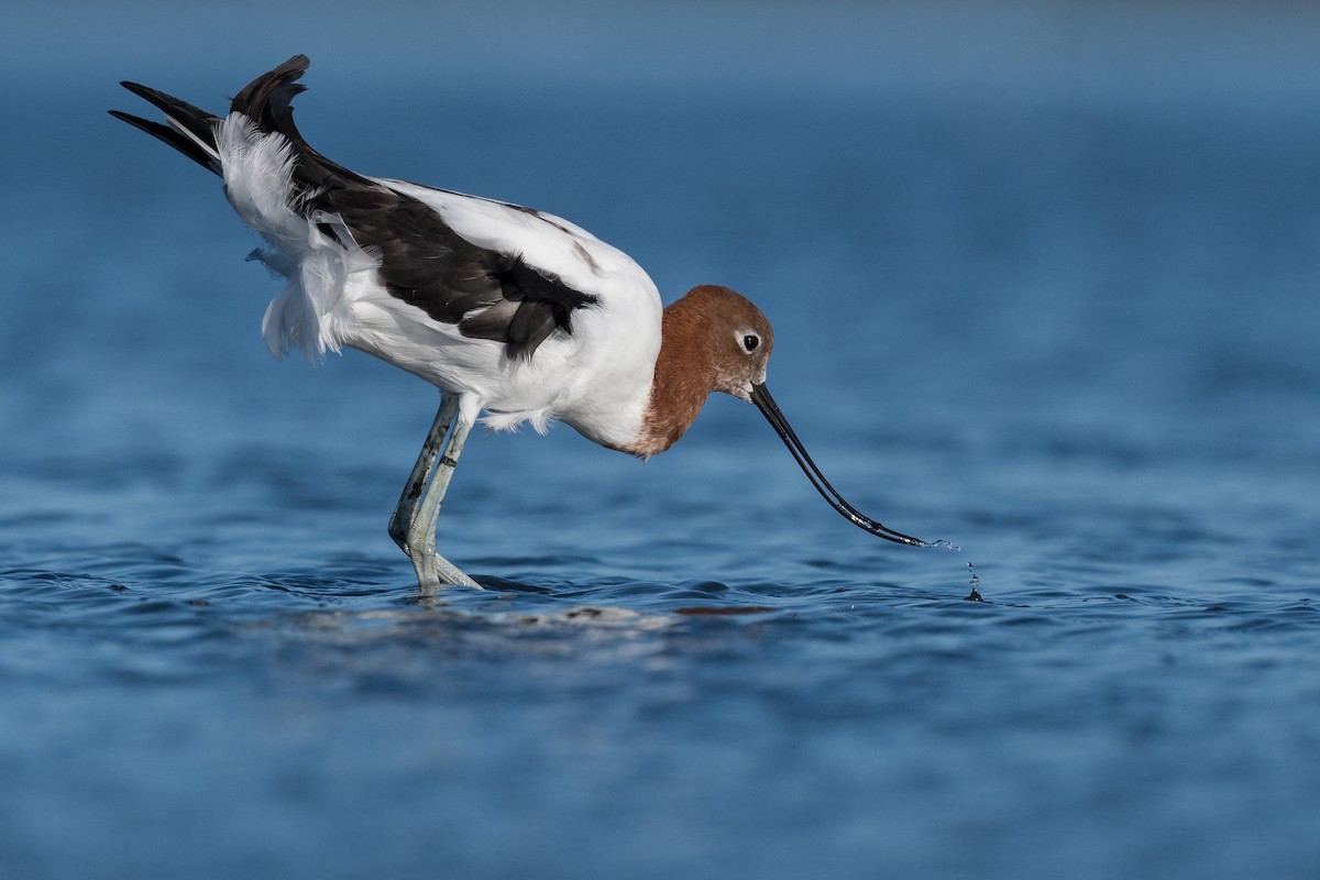 Avocette d'Australie - ML370707571