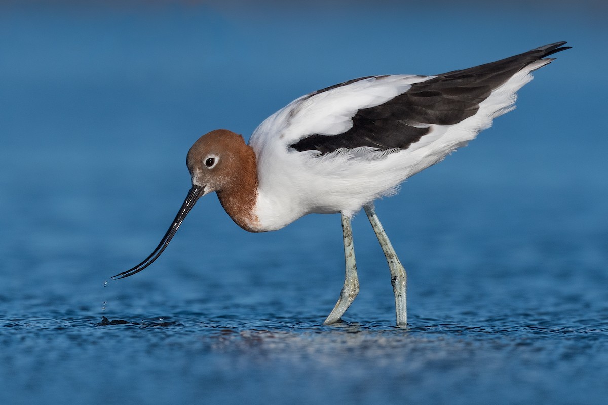 Red-necked Avocet - ML370707751