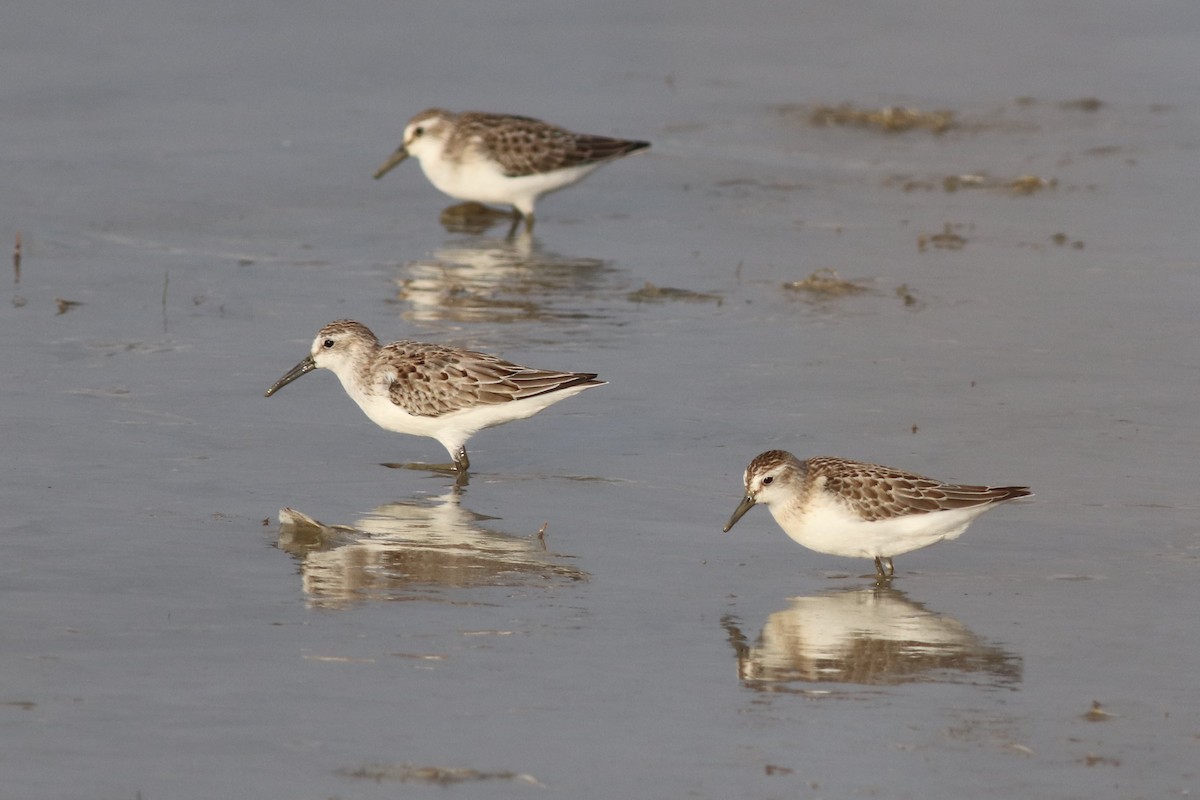 Western Sandpiper - Eric M. Hall