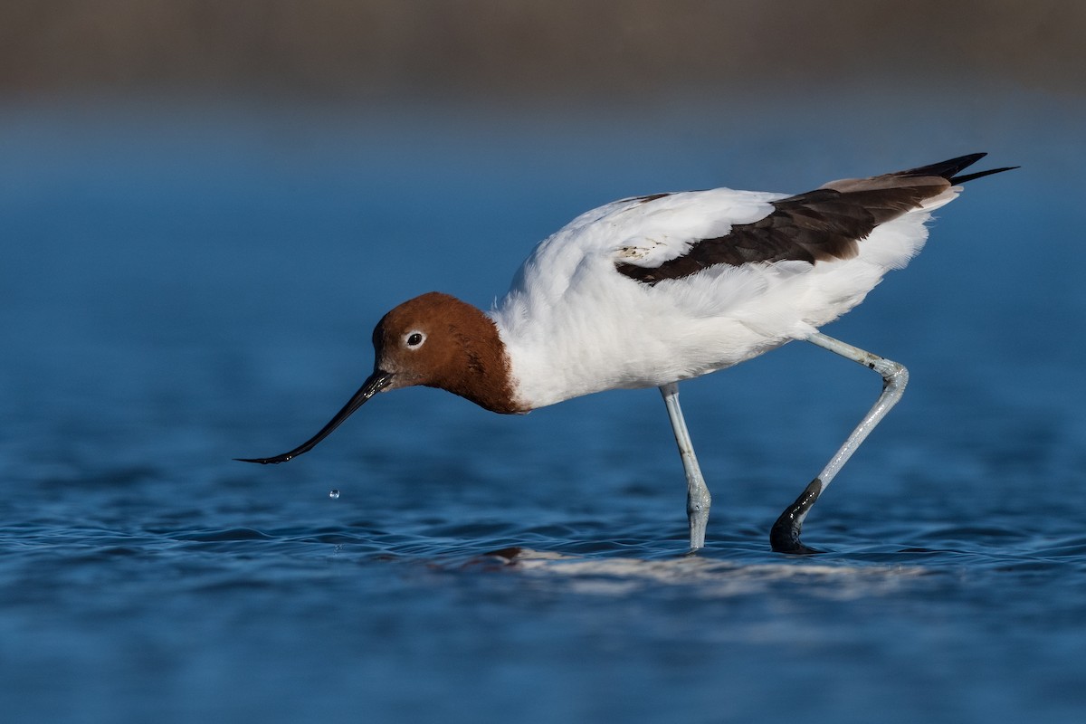 Avocette d'Australie - ML370709361