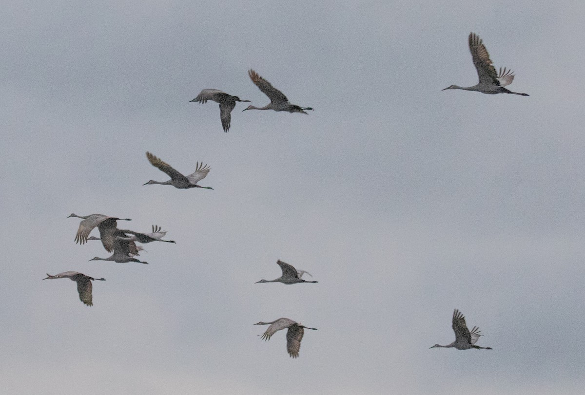 Sandhill Crane - ML370710421