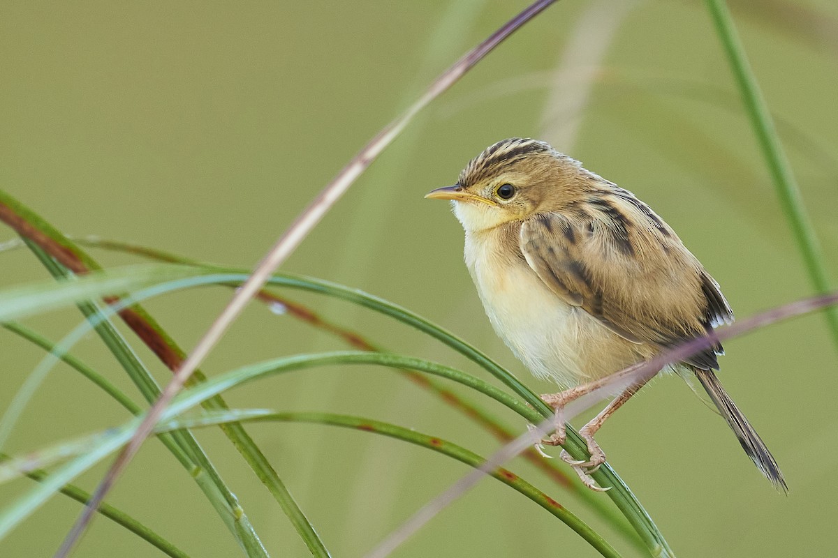 Zitting Cisticola - ML370711491