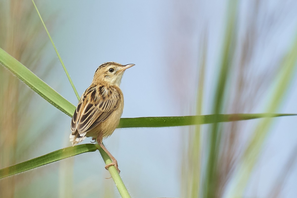 Zitting Cisticola - ML370711511