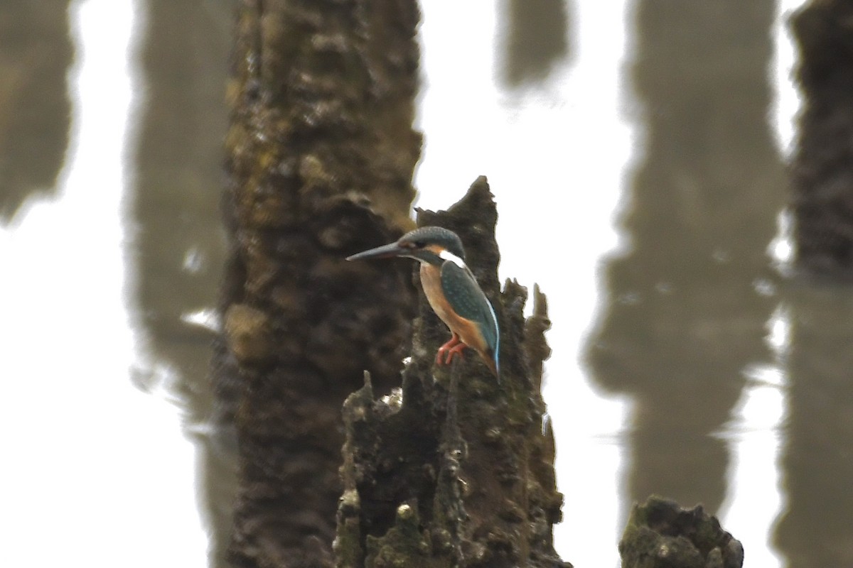 Common Kingfisher - Teeranan Tinpook