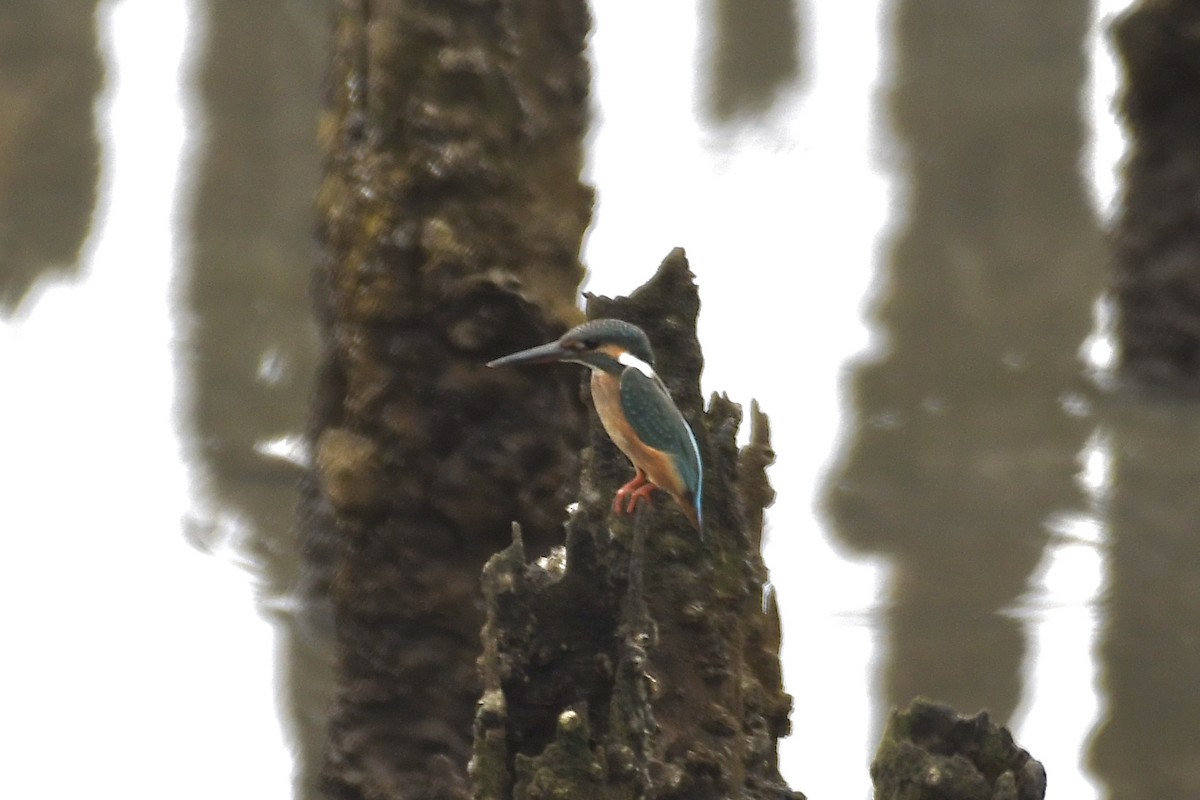 Common Kingfisher - ML370711761