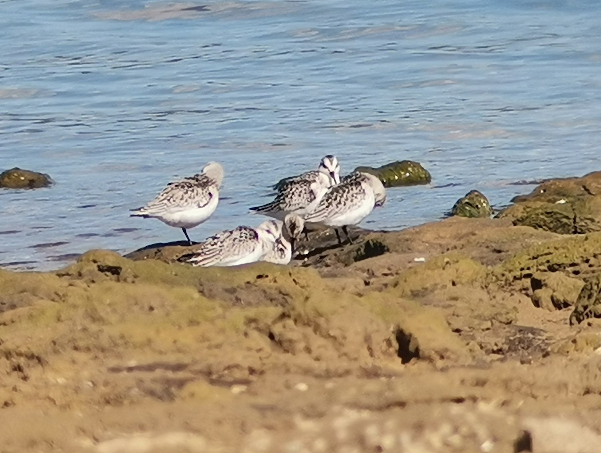 Sanderling - ML370713961