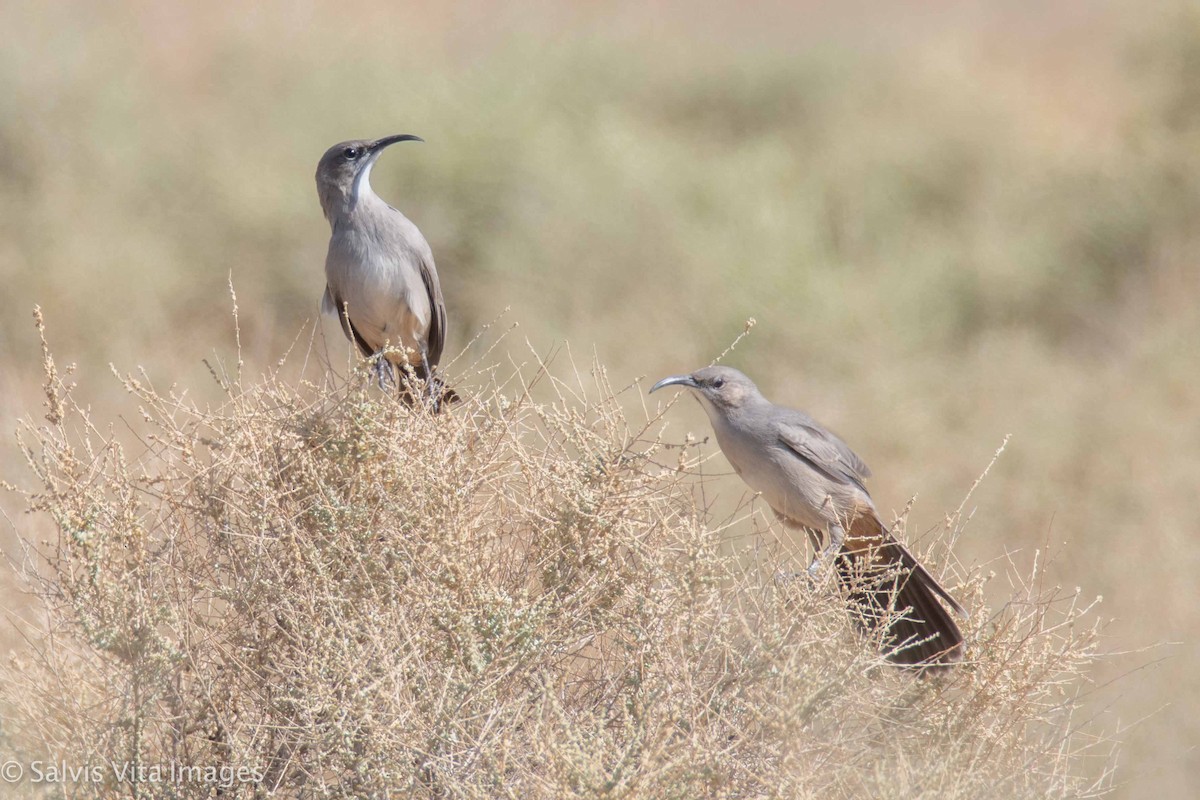 LeConte's Thrasher - Alexia S.(wkingfisher)