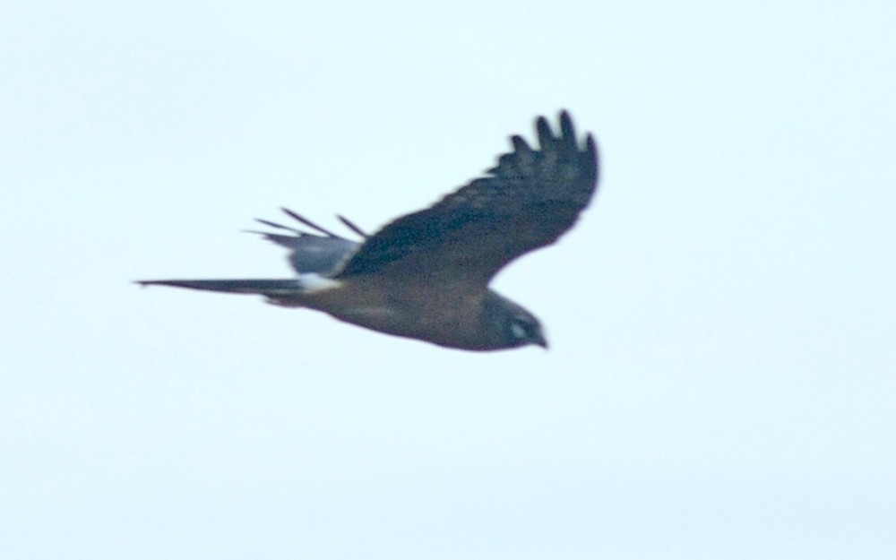 Pallid Harrier - Vaidehi  Gunjal