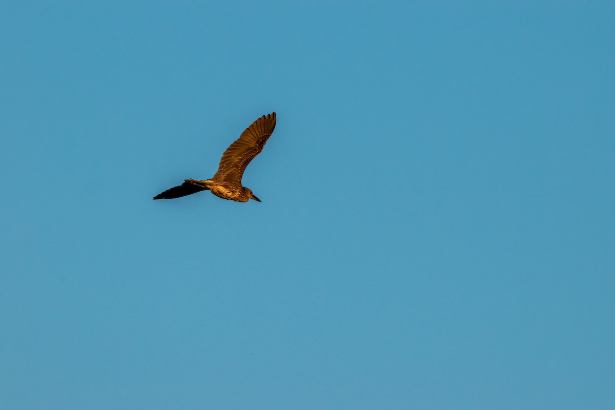 Yellow-crowned Night Heron - ML370716291