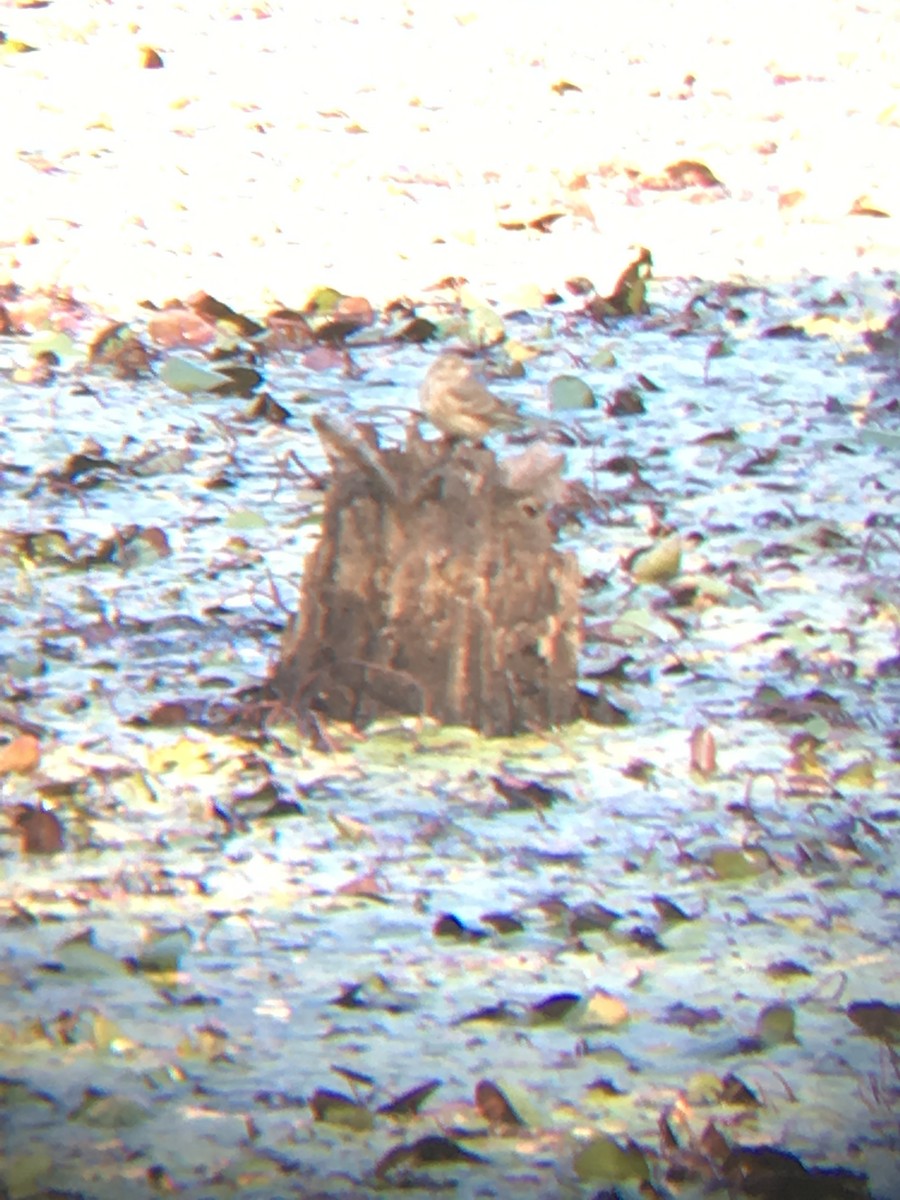 American Pipit - ML37071671