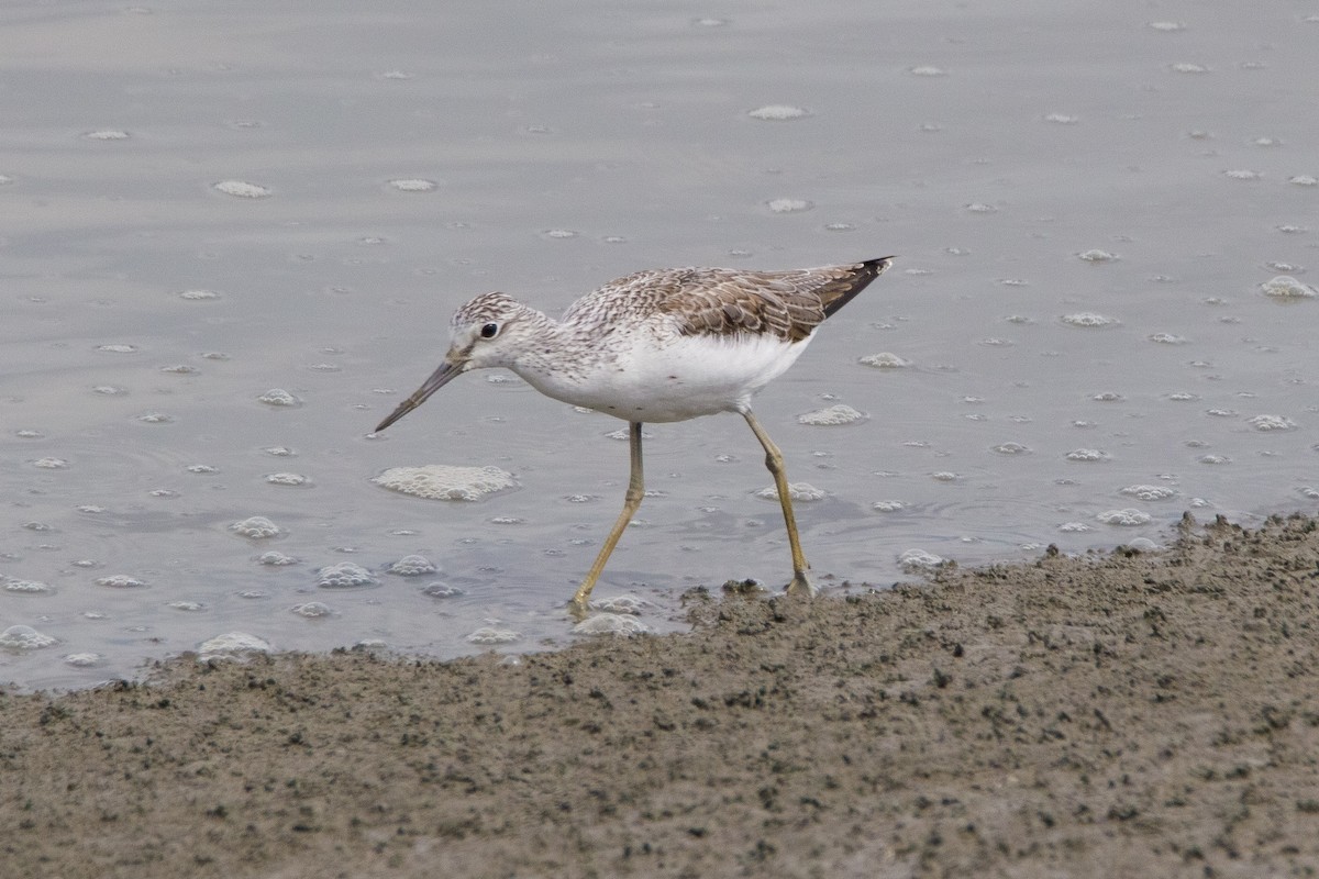 Common Greenshank - bryan moon