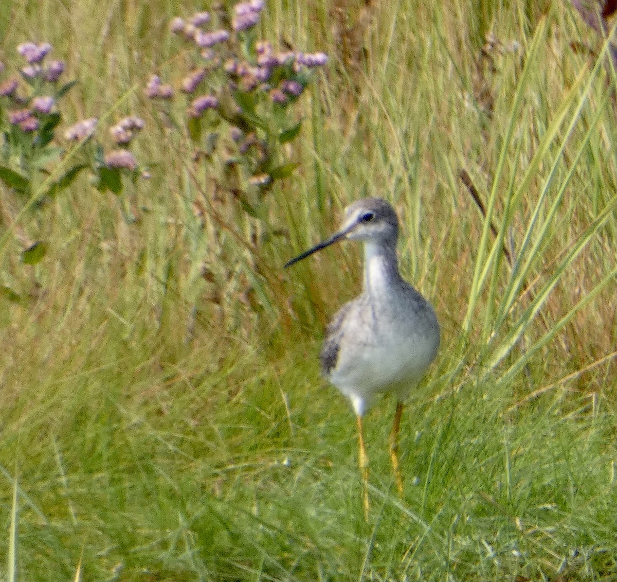 Greater Yellowlegs - ML370718261