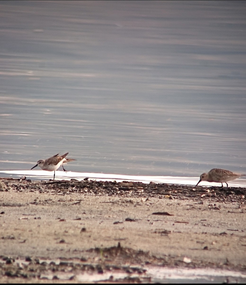 Western Sandpiper - ML370718321