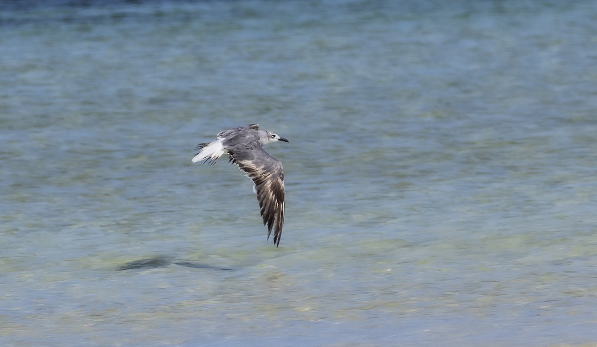 Laughing Gull - ML370718561