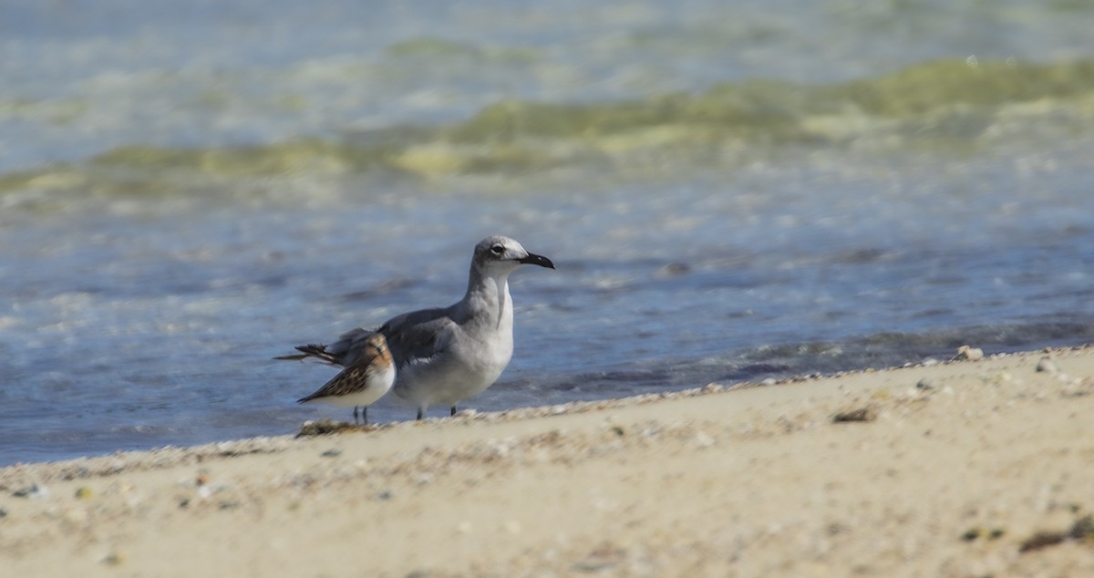 Laughing Gull - ML370718581