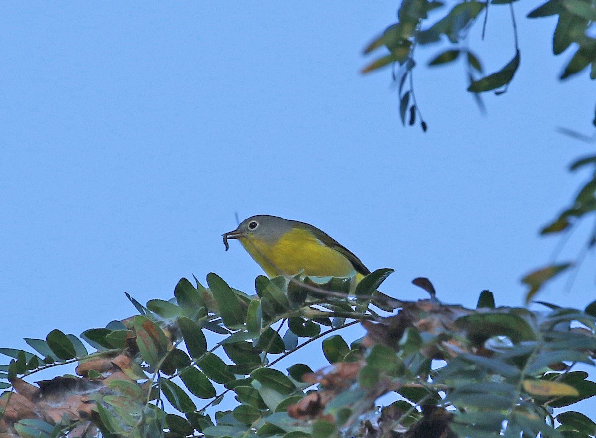 Nashville Warbler - ML370718651
