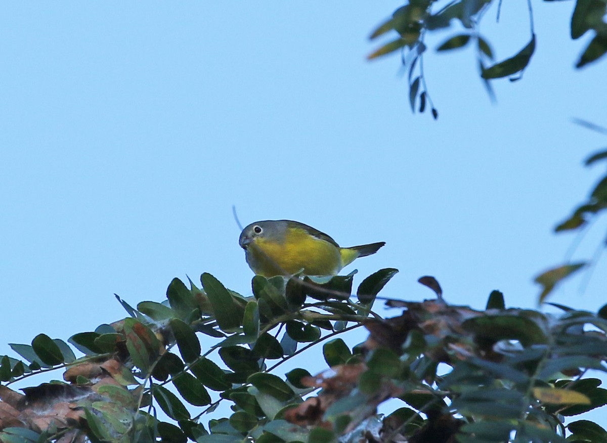 Nashville Warbler - ML370718661