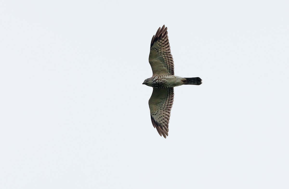 Chinese Sparrowhawk - Robert Hutchinson
