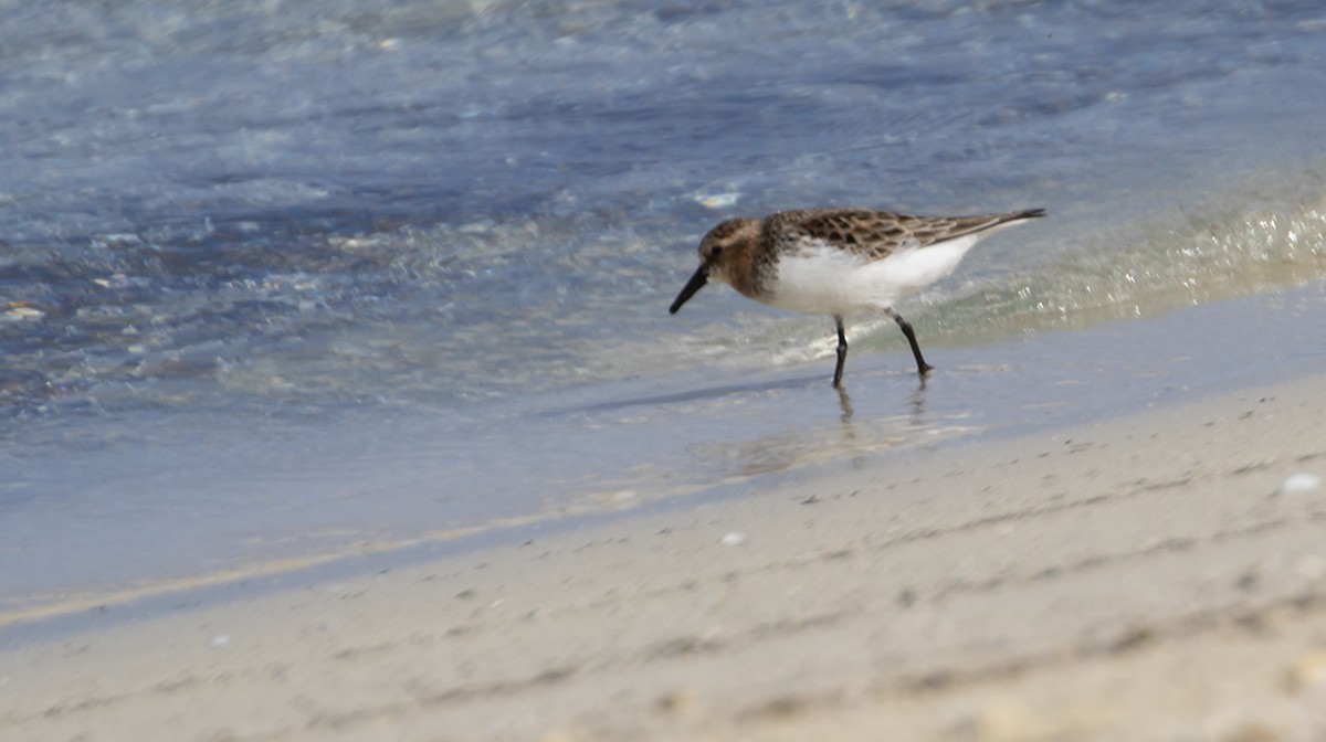 Red-necked Stint - ML370719141