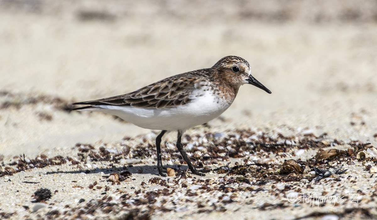 Red-necked Stint - ML370719181