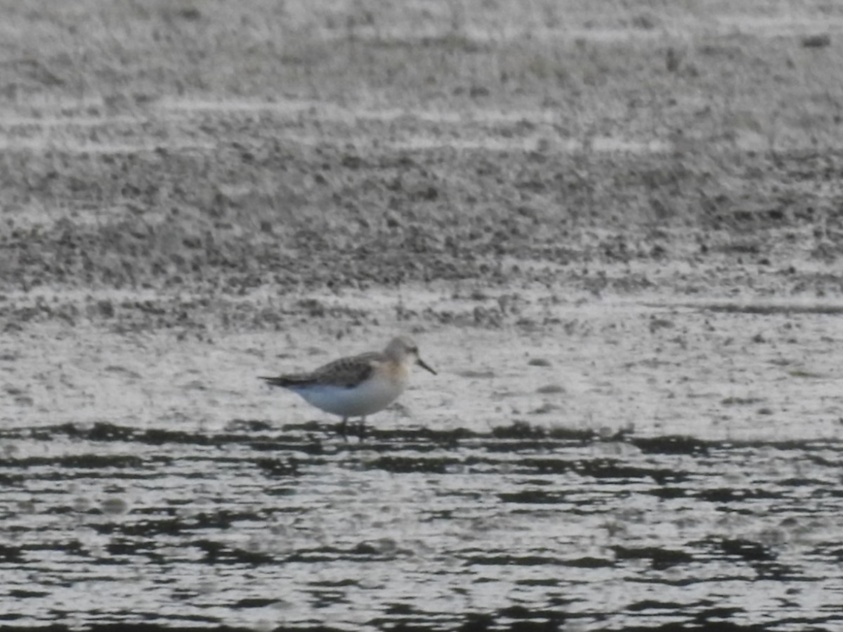 Sanderling - ML370720101