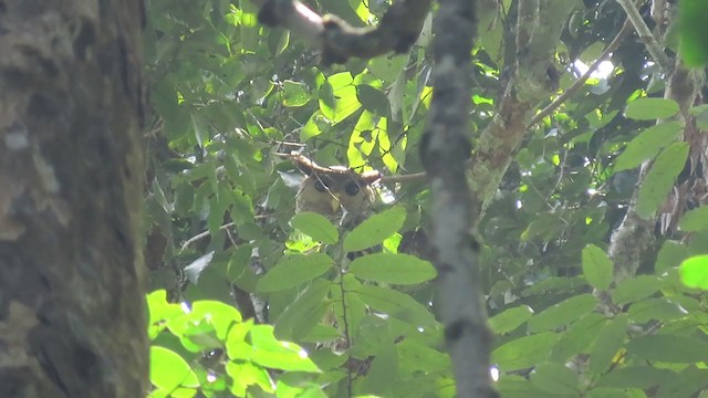 Spot-bellied Eagle-Owl - ML370722051