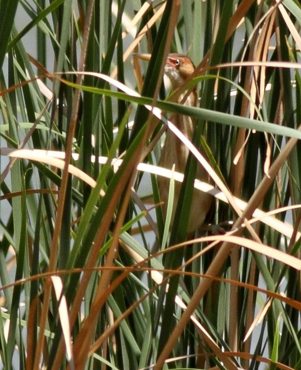 Least Bittern - Robb Hinds