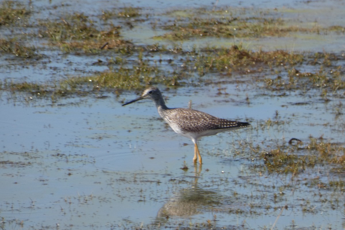 Greater Yellowlegs - ML370723151