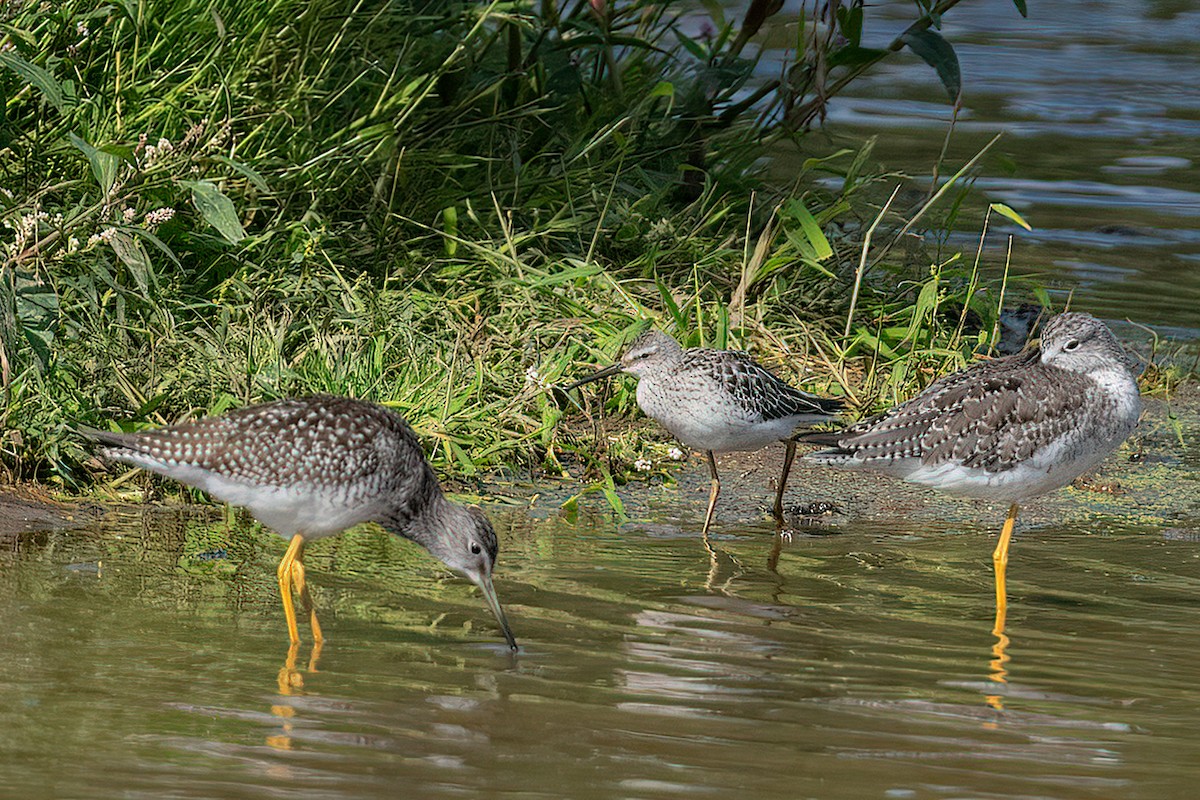 Stilt Sandpiper - Richard Stern