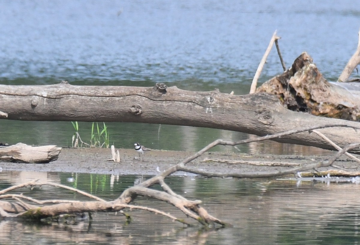 Semipalmated Plover - ML370725291