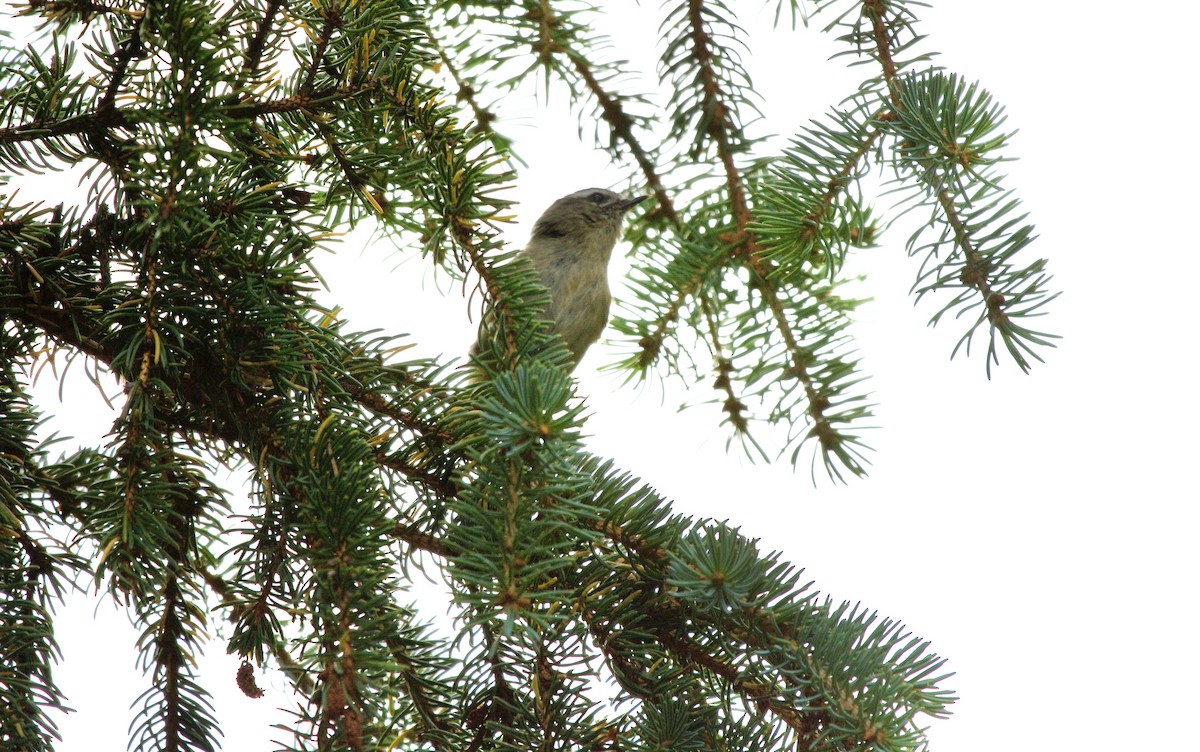 Golden-crowned Kinglet - Russell Moses