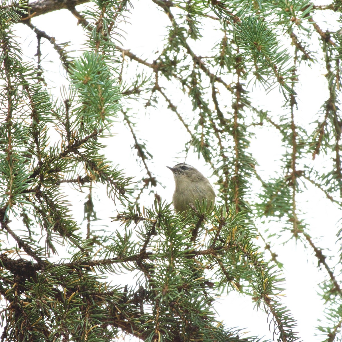 Golden-crowned Kinglet - Russell Moses