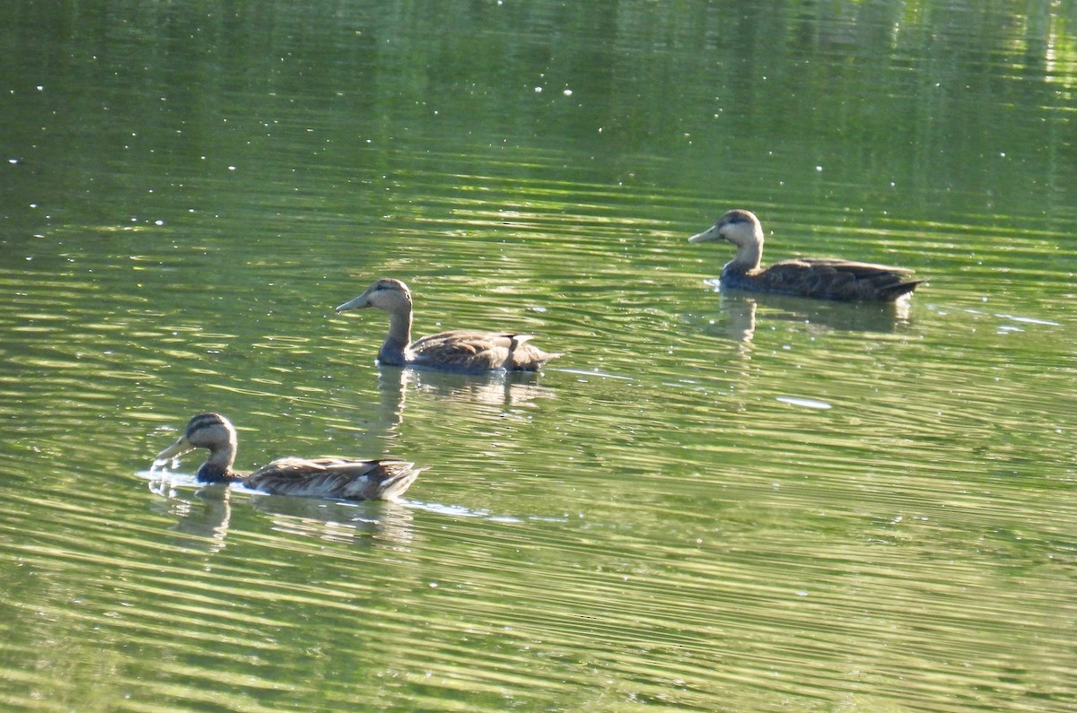 American Black Duck - ML370726491