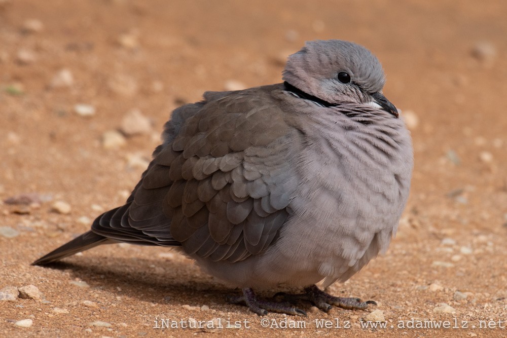 Ring-necked Dove - ML370726771