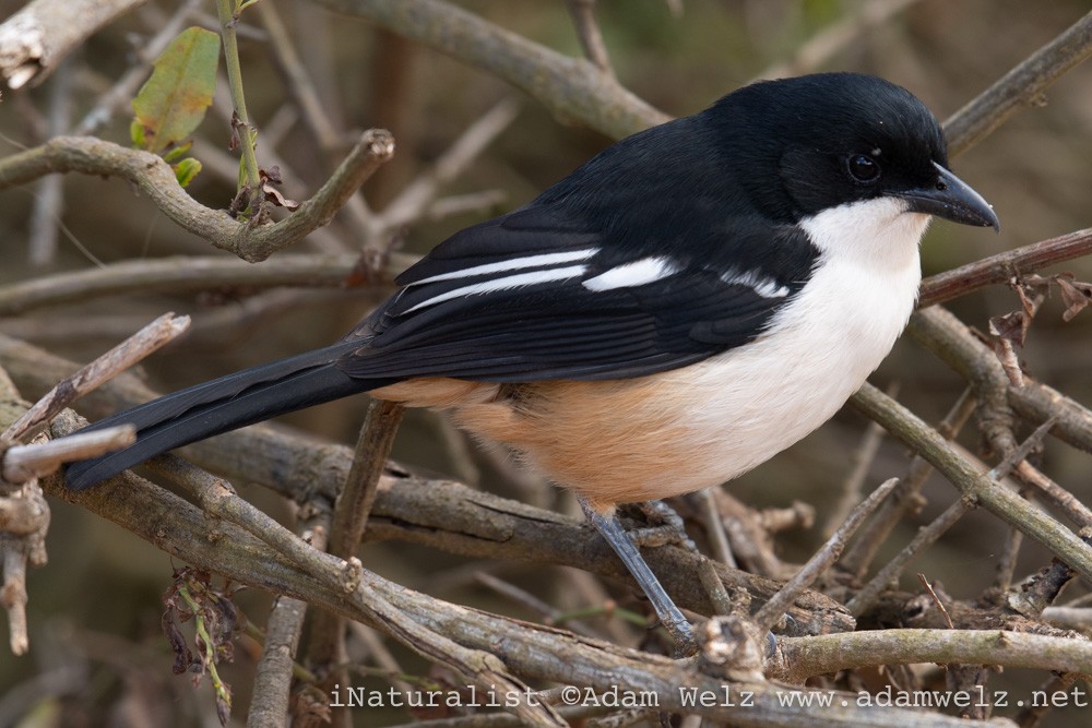 Southern Boubou - ML370726781