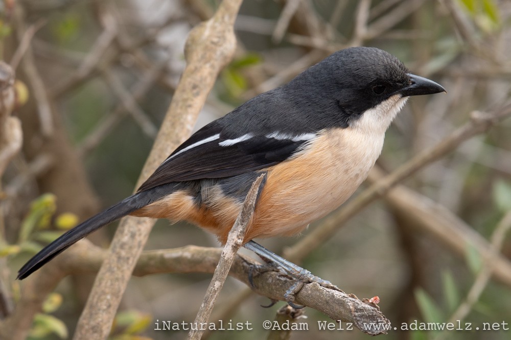 Southern Boubou - ML370726791