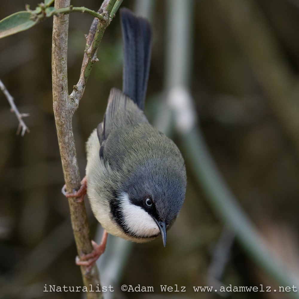 Bar-throated Apalis - ML370726831
