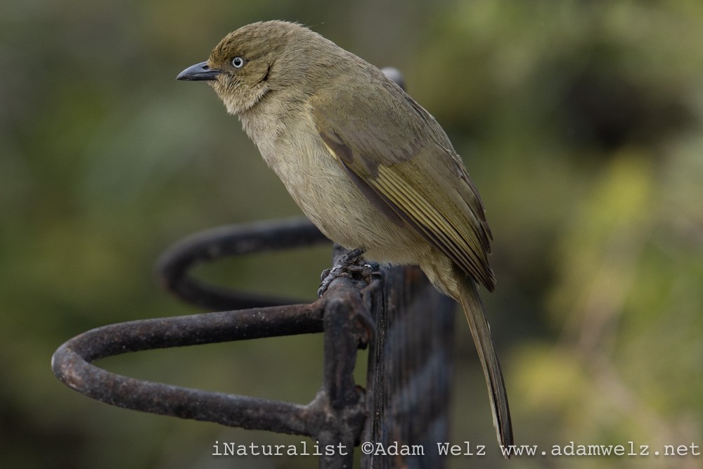 Sombre Greenbul - ML370726881