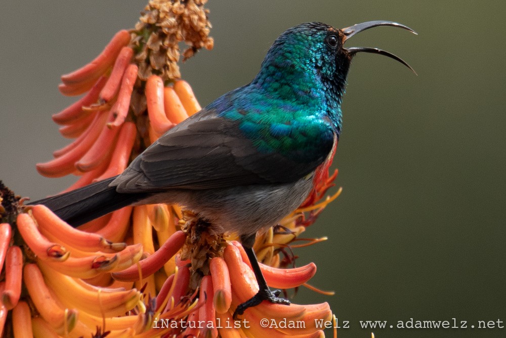 Greater Double-collared Sunbird - ML370726931
