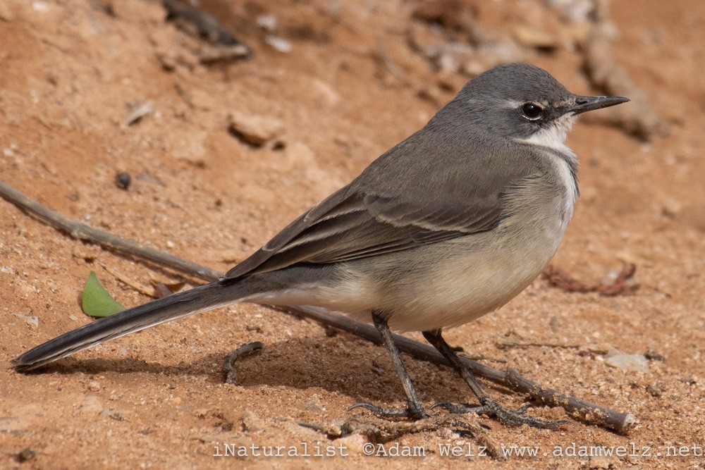 Cape Wagtail - ML370726981
