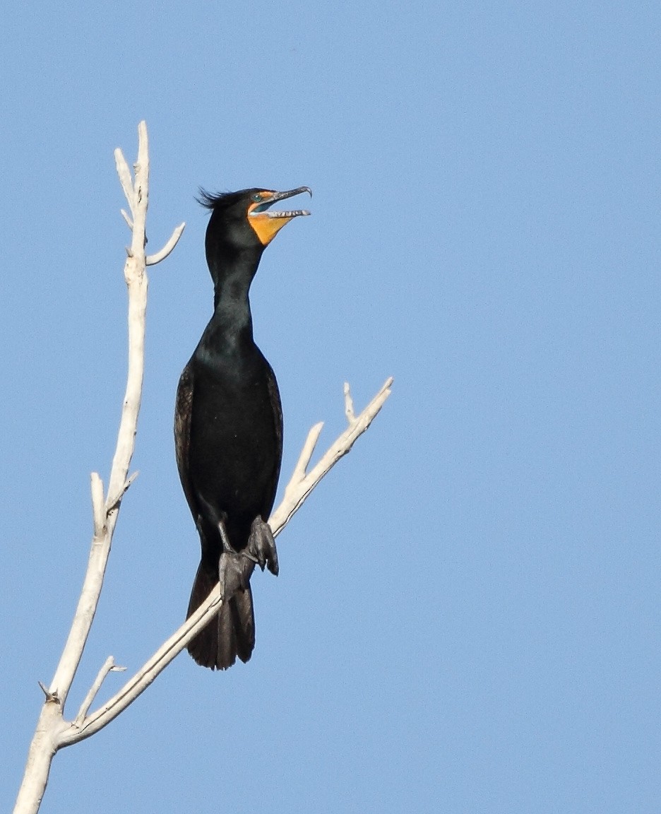 Cormoran à aigrettes - ML370729231