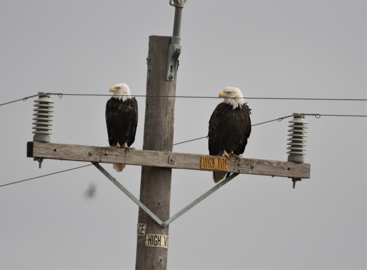 Bald Eagle - ML370729891