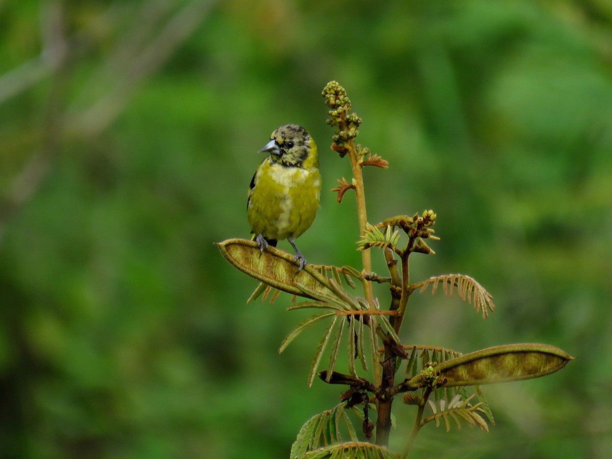 Black-headed Siskin - ML37073231