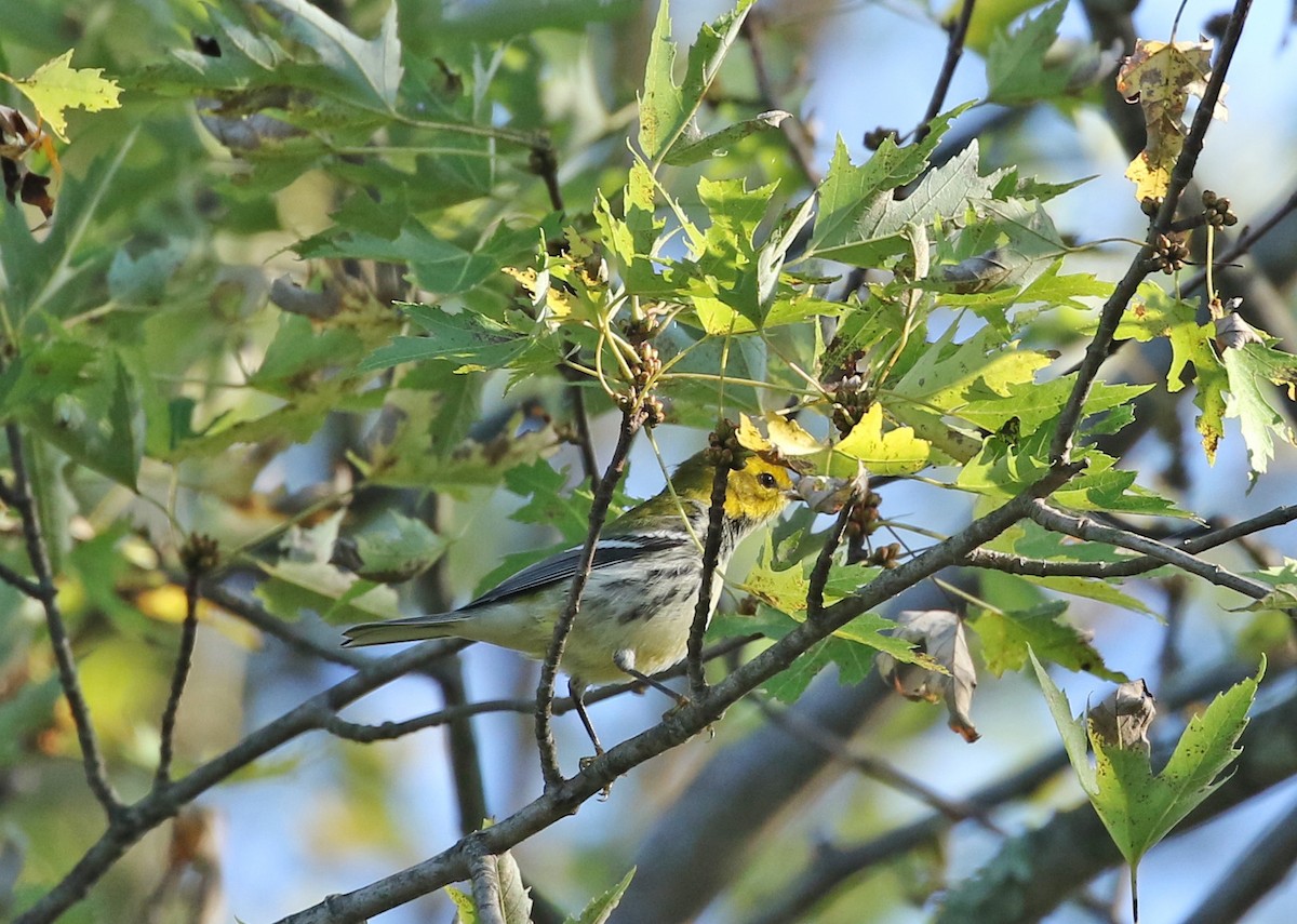 Black-throated Green Warbler - ML370732521