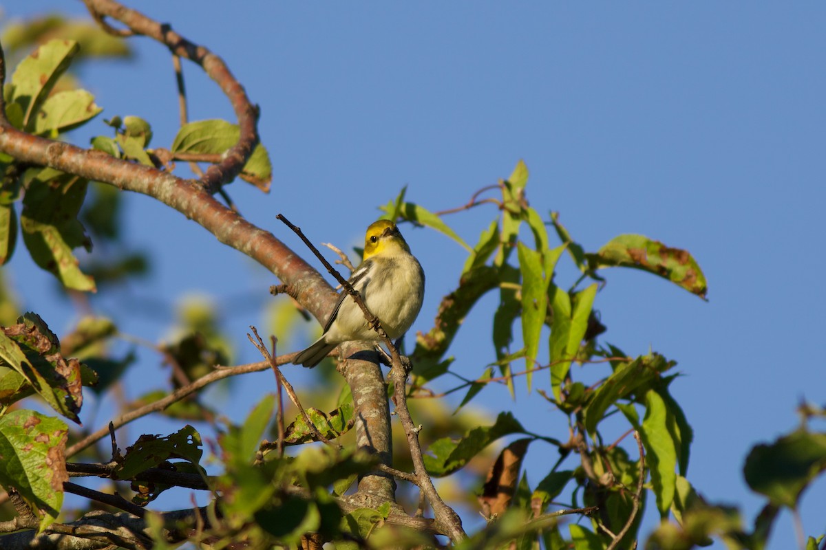 Grünmantel-Waldsänger - ML370732601