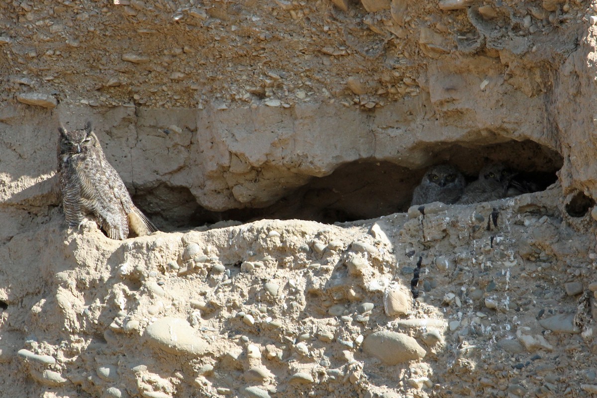 Great Horned Owl - ML37073351