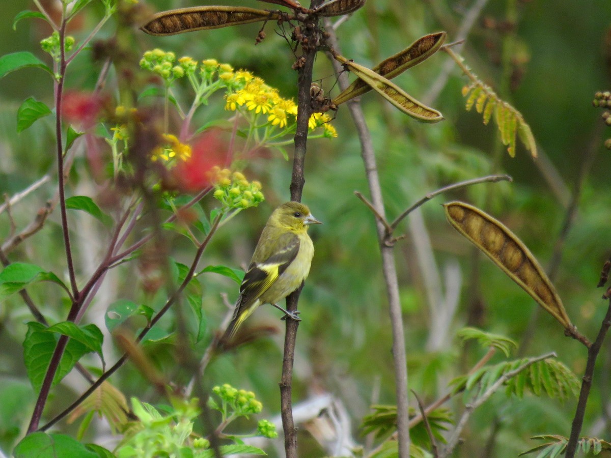 Black-headed Siskin - ML37073371